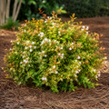 Kaleidoscope Abelia