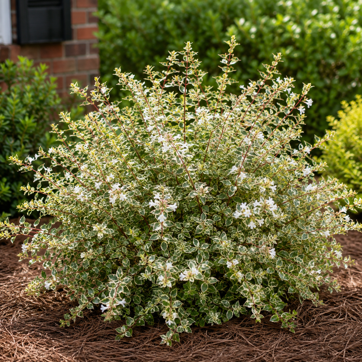 Abelia Radiance