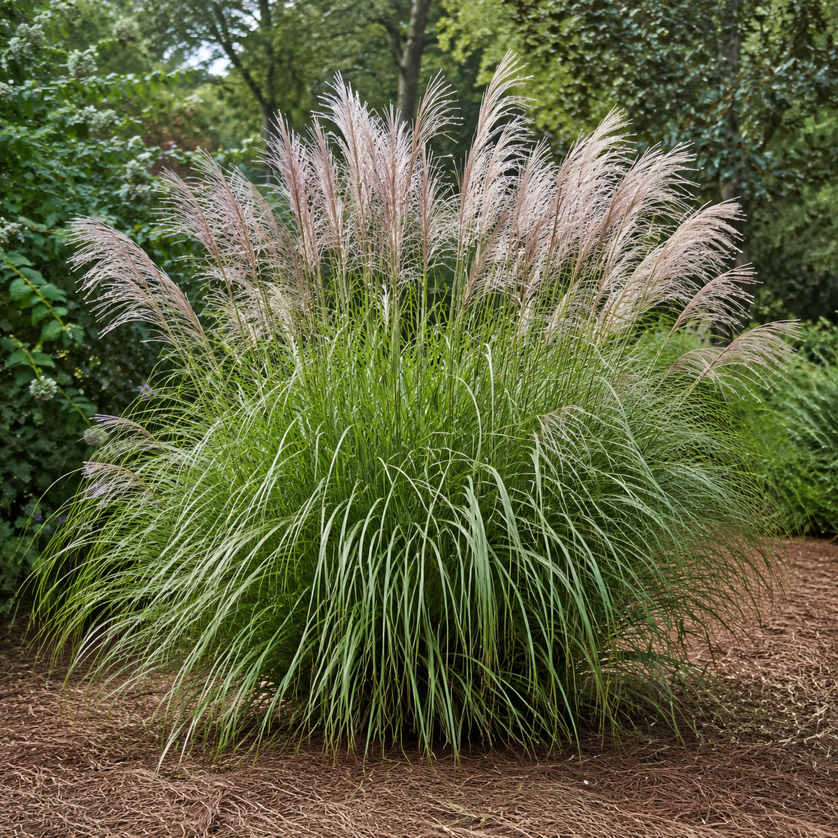Adagio Maiden Grass