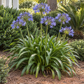 Agapanthus Africanus