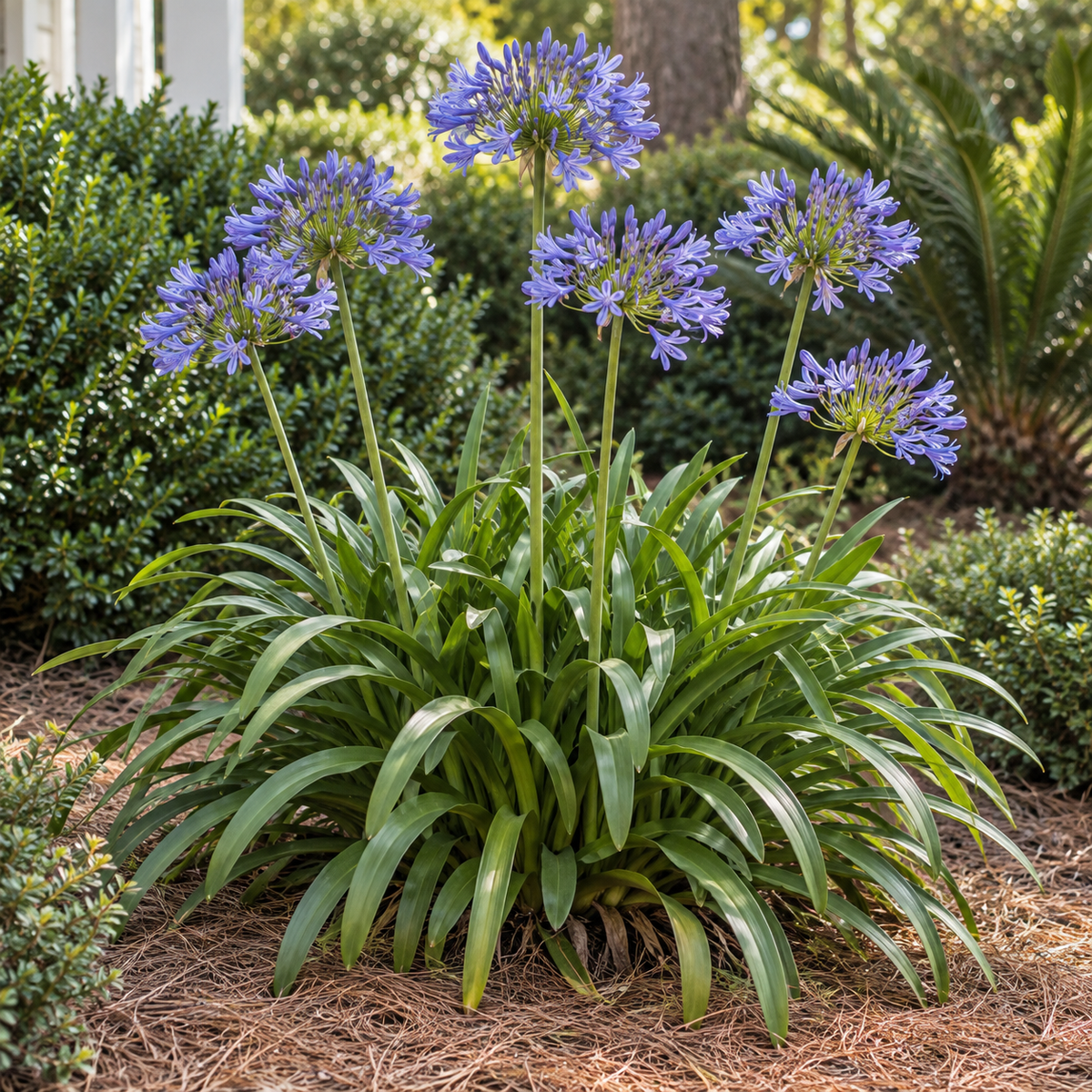 Agapanthus Africanus