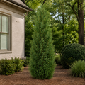 Thuja 'Sugar & Spice'