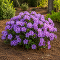 Azalea Encore Autumn Lilac