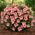 Azalea Encore Sunburst