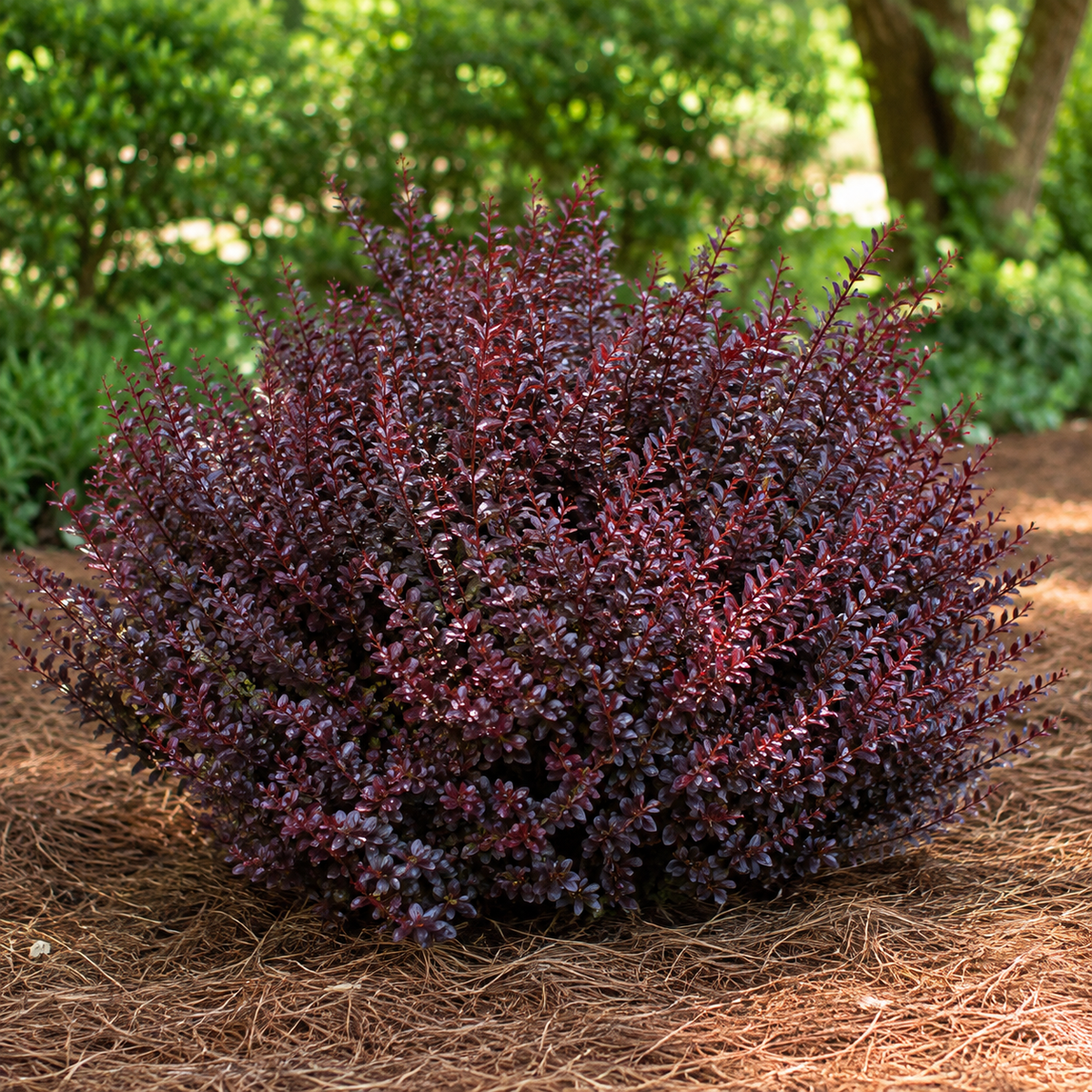 Barberry Crimson Pygmy