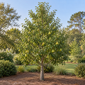 Bartlett Pear