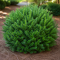 Boxwood Wintergem