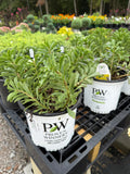 Bright Idea Sedum