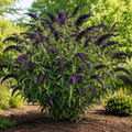 Buddleia Black Knight