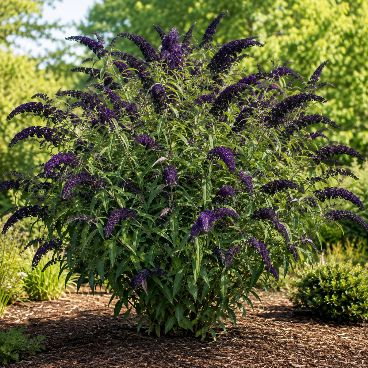 Buddleia Black Knight