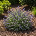 Buddleia Blue Chip Jr