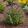 Pugster Amethyst Butterfly Bush