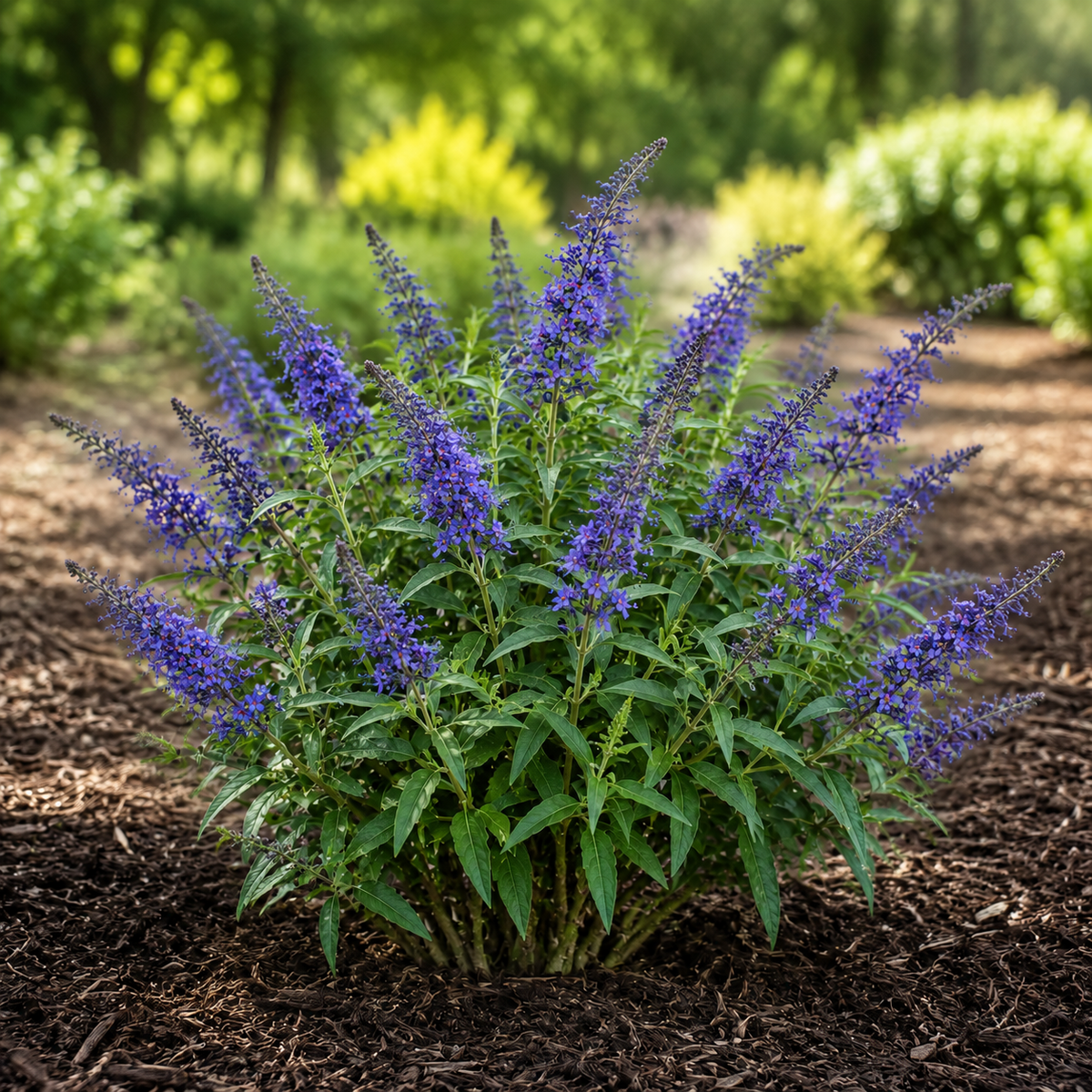 Buddleia Pugster Blue