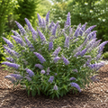 Buddleia Pugster Periwinkle