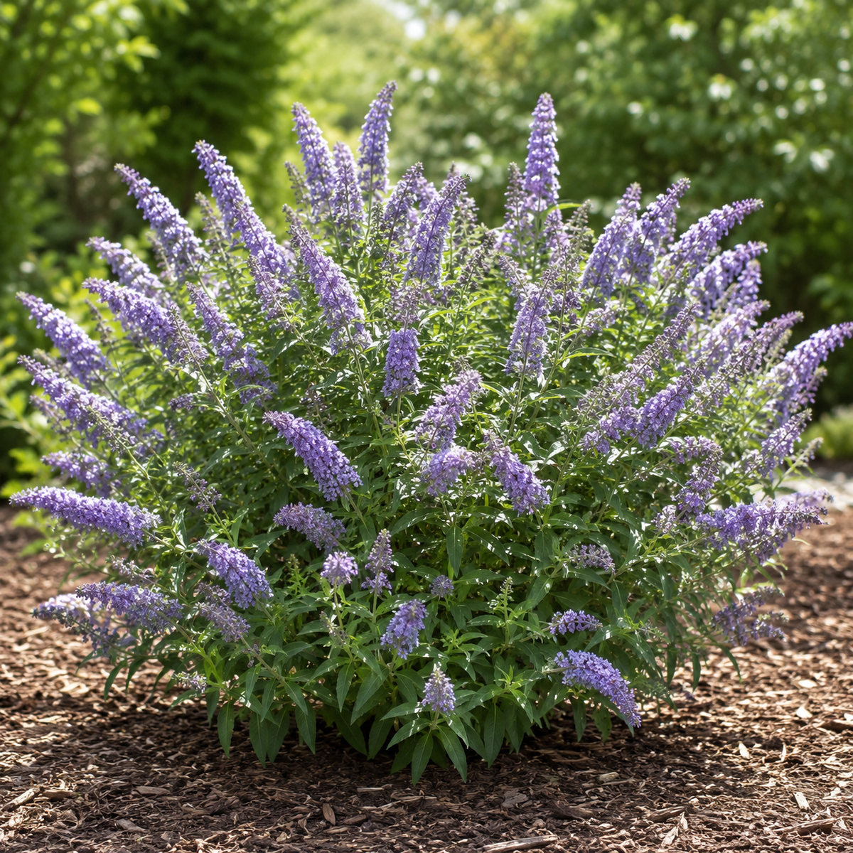 Buddleia Pugster Periwinkle