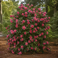 Kanjiro Camellia