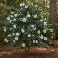 Camellia Setsugekka (White)