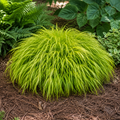 EverColor® Everillo Sedge