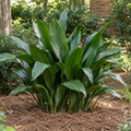 Aspidistra Cast Iron Plant