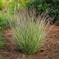 Chameleon Little Bluestem