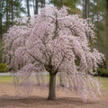 Cherry Weeping Yoshino