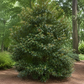 Cleyera Japonica