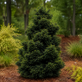 Cryptomeria Black Dragon