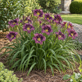 Daylily Little Grappette