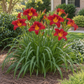 Daylily Supreme Red