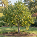 Dorsett Golden Apple