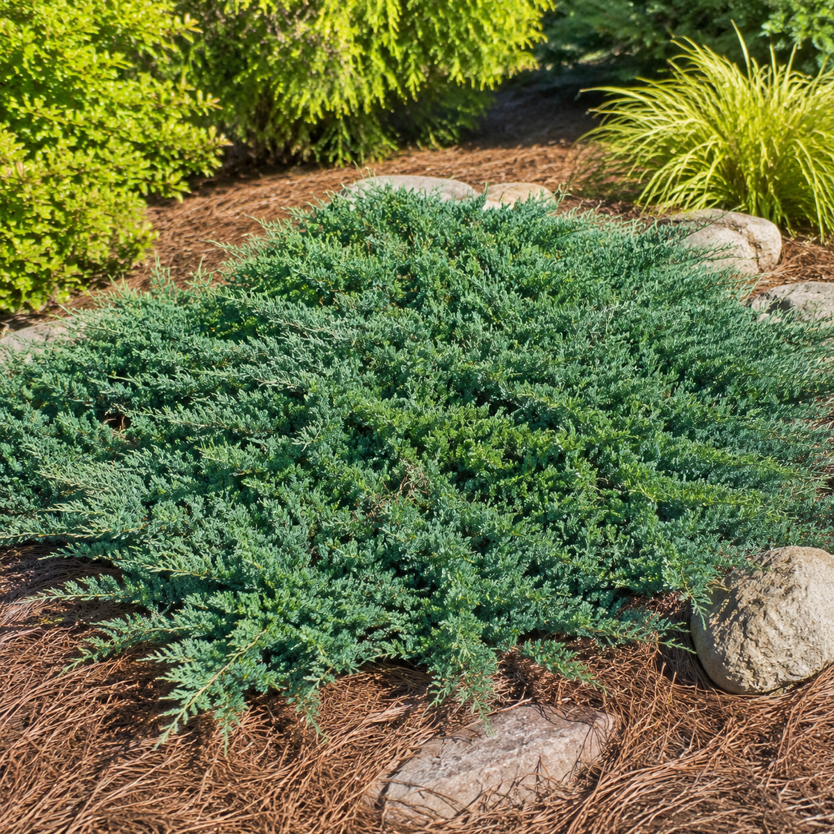 Dwarf Japanese Garden Juniper