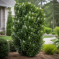 English/Cherry Laurel