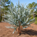 Eucalyptus Silver Dollar Tree