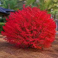 Euonymus Burning Bush