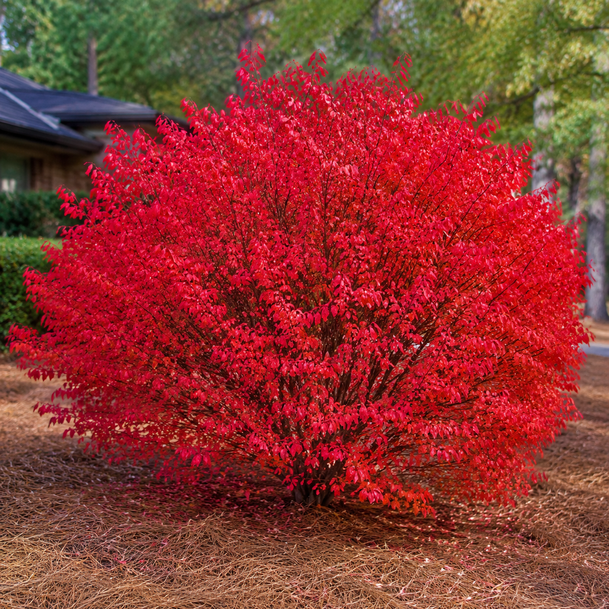 Euonymus Burning Bush