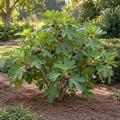Fignomenal Dwarf Fig