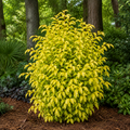 Florida Sunshine Illicium