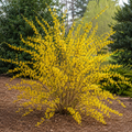Forsythia