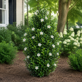 Gardenia Diamond Spire