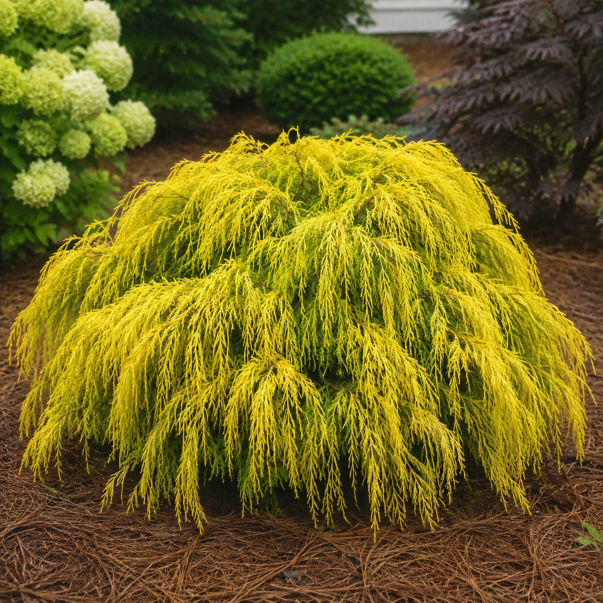 Golden Mop Threadleaf False Cypress