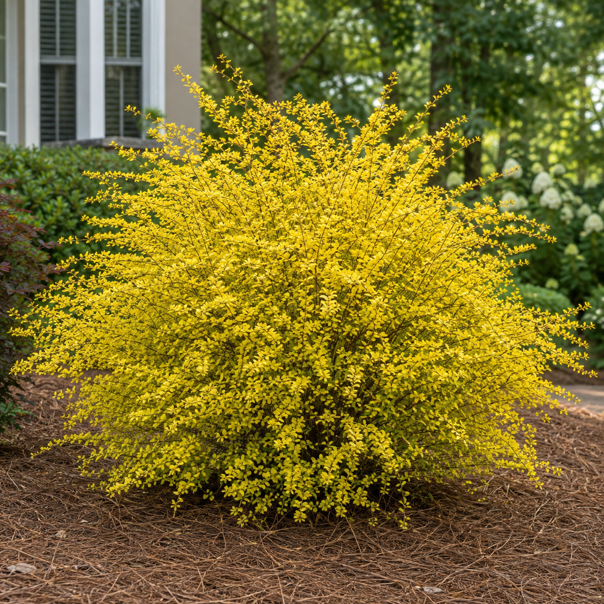 Golden Barberry