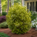 Golden Euonymus