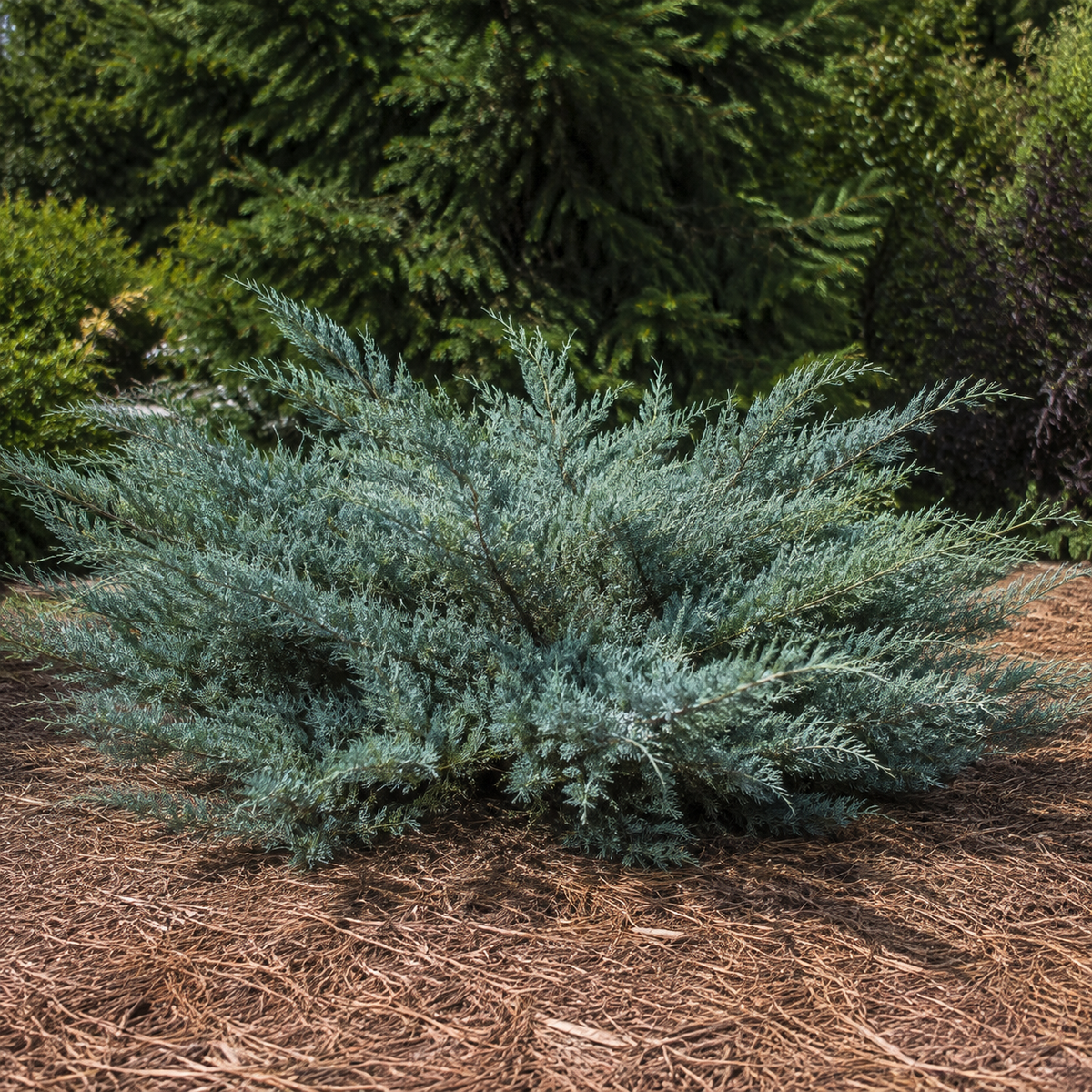 Juniper Grey Owl