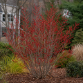 Holly Winter Red