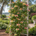 Honeysuckle Peaches and Cream