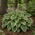 Albo-Marginata Hosta