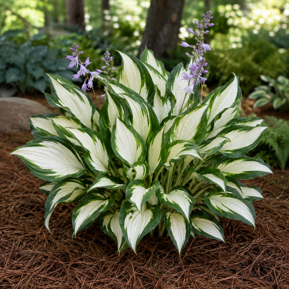 Fire and Ice Hosta