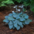 Fragrant Blue Hosta