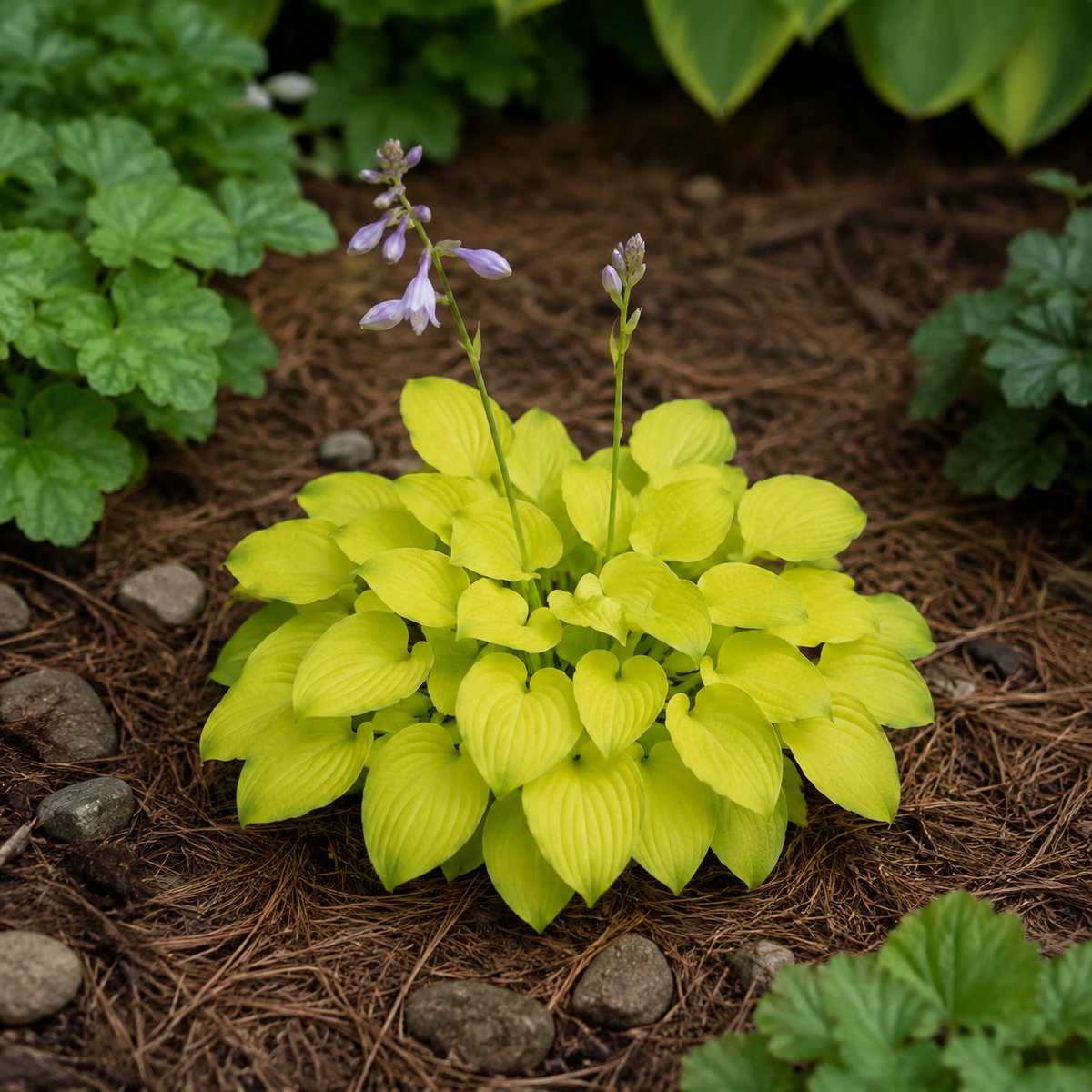 Gold Drop Hosta