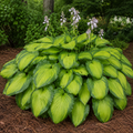 Guacamole Hosta